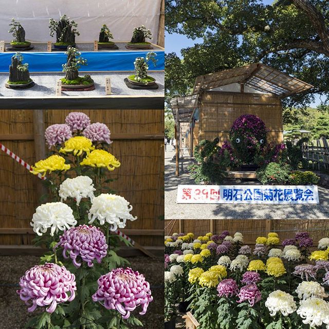 台風の影響で開催が遅れていた #明石公園 の #菊花展 ですが、今年も大輪の花が咲き誇っています！ #明石市