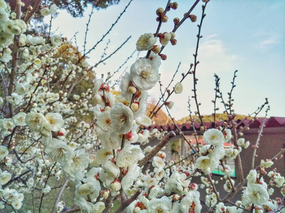 久しぶりにお花の写真！先週の #明石公園 の #梅 です。まだつぼみもありますが、ずいぶん早い開花ですね。ここのところ寒さが戻ってきたから、長く花を楽しめるかなぁ？ #明石市